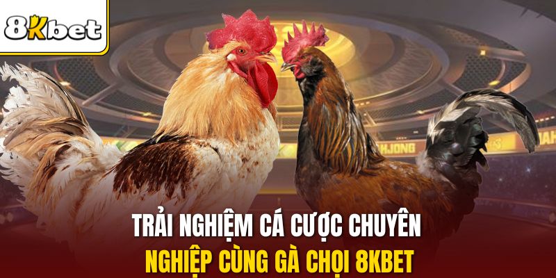 Trải nghiệm cá cược chuyên nghiệp cùng gà chọi 8KBET